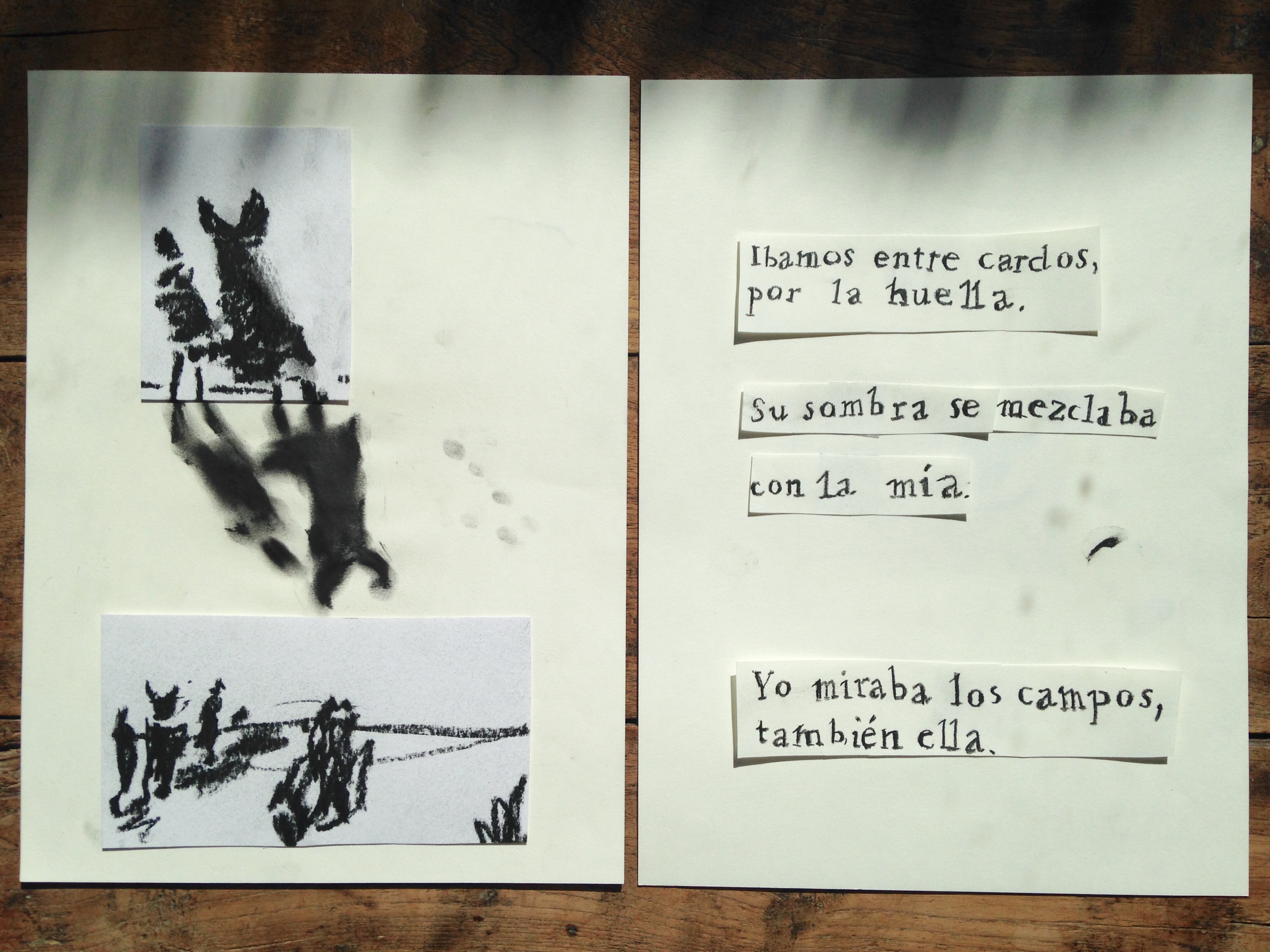 Bonito_course_isol_7